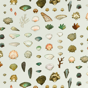 Shellz Dirty Mint Wallpaper